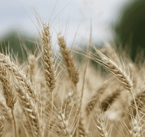 Plodiny v podobě obilovin